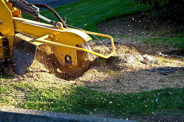 Professional Tree Care Services in Port Townsend, WA